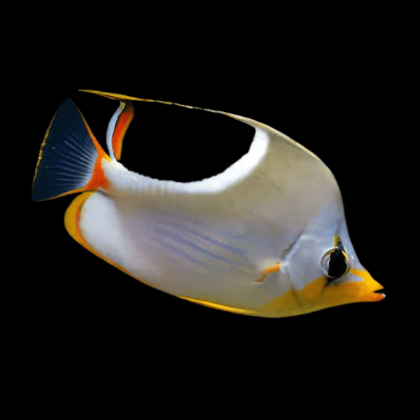 Saddleback Butterfly Fish Chaetodon Ephippium - Real Aquatics