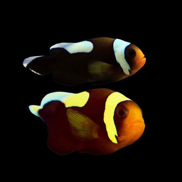 Saddleback Clownfish Amphiprion Polymnus Pair - Real Aquatics