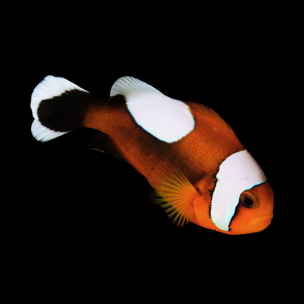 Saddleback Clownfish Amphiprion Polymnus - Real Aquatics