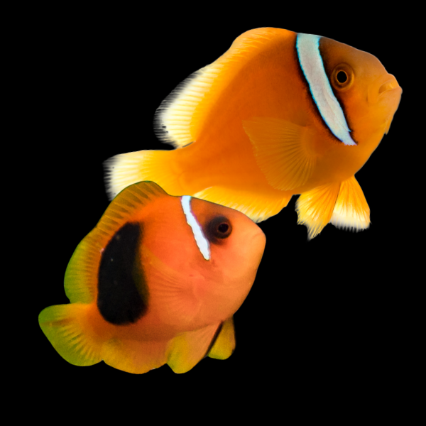 Saddled Red Clownfish Amphiprion Ephippium Pair - Real Aquatics