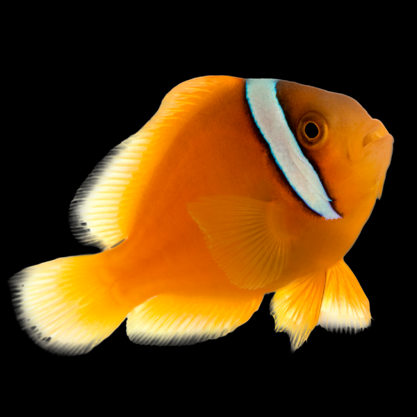 Saddled Red Clownfish Amphiprion Ephippium - Real Aquatics