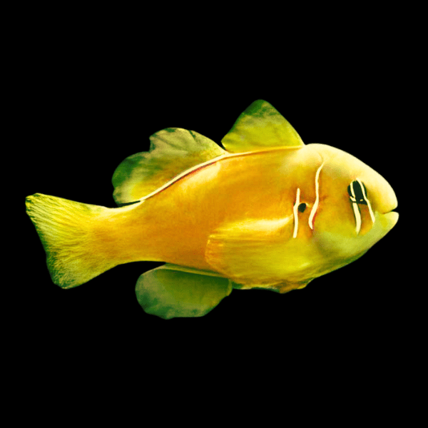 Saffron Coral Goby Gobiodon Citrinus - Real Aquatics