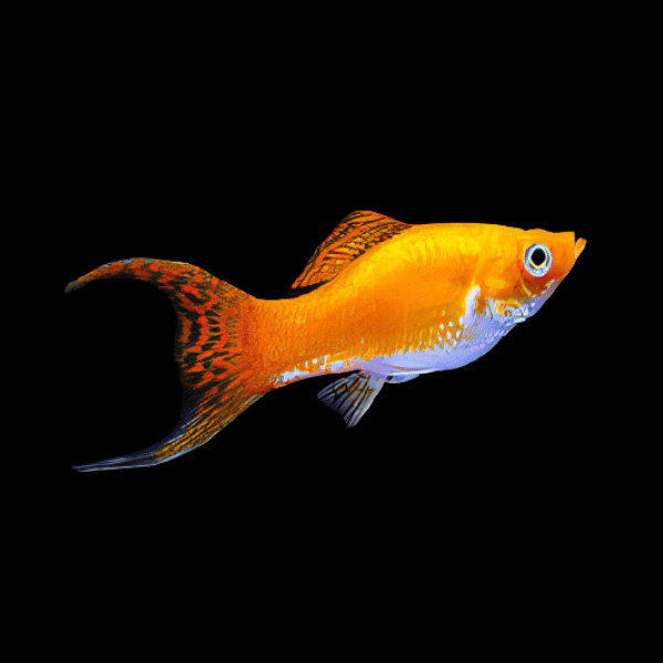 Saffron Molly Poecilia Sphenops 3cm - Real Aquatics