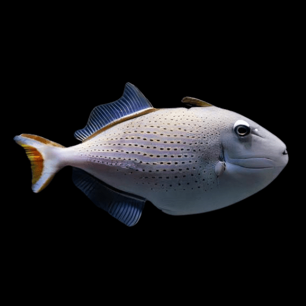 Sargassum Trigger Fish Xanthichthys Ringens - Real Aquatics