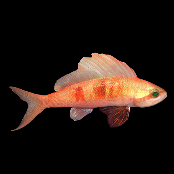 Sailfin Anthias Rabaulichthys Sp - Real Aquatics
