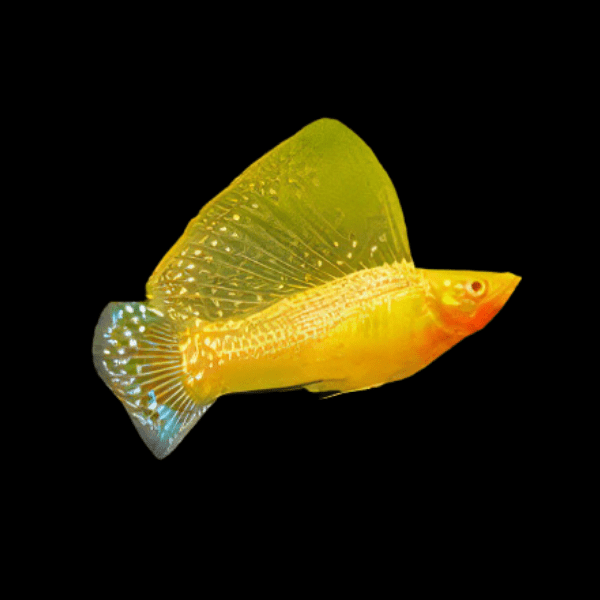 Sailfin Golden Molly Poecilia Sphenops 3cm - Real Aquatics