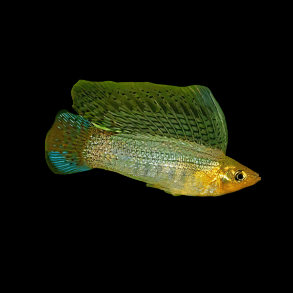 Sailfin Green Molly Poecilia Sphenops 3cm - Real Aquatics