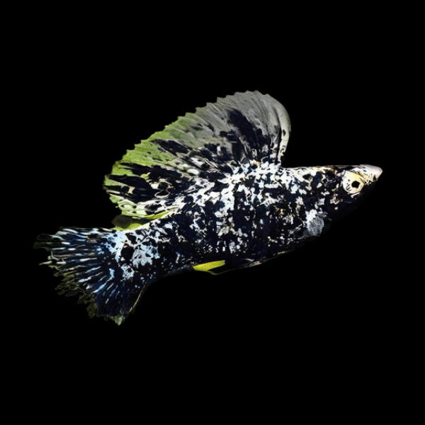 Sailfin Marble Molly Poecilia Sphenops 3cm - Real Aquatics