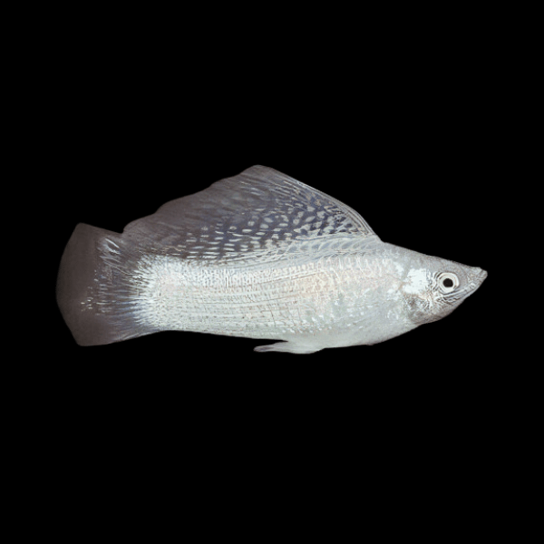 Sailfin Silver Molly Poecilia Sphenops 3cm - Real Aquatics