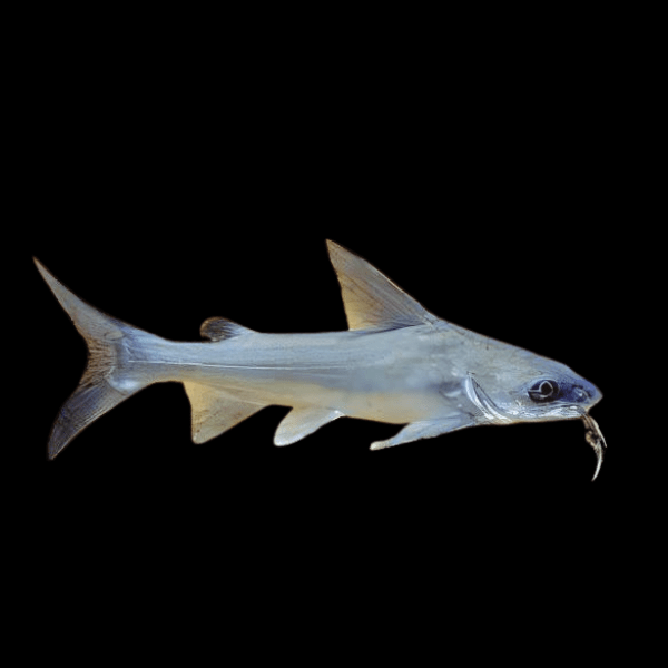 Salmon Catfish Arius Graeffei 15cm - Real Aquatics