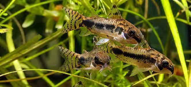 Salt and Pepper Corydoras Habrosus 2cm Catfish - Real Aquatics