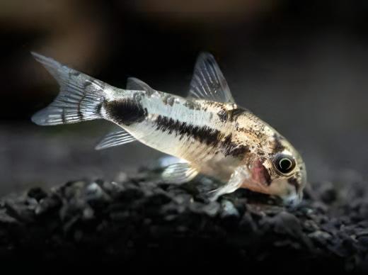 Salt and Pepper Corydoras Habrosus 2cm Catfish - Real Aquatics