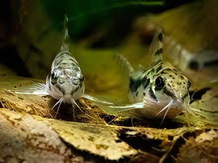 Salt and Pepper Corydoras Habrosus 2cm Catfish - Real Aquatics
