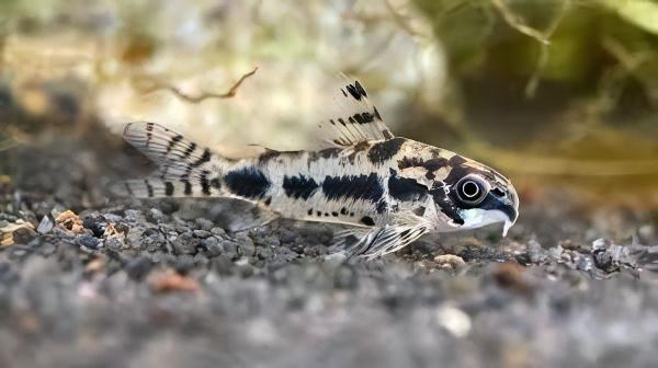 Salt and Pepper Corydoras Habrosus 2cm Catfish - Real Aquatics