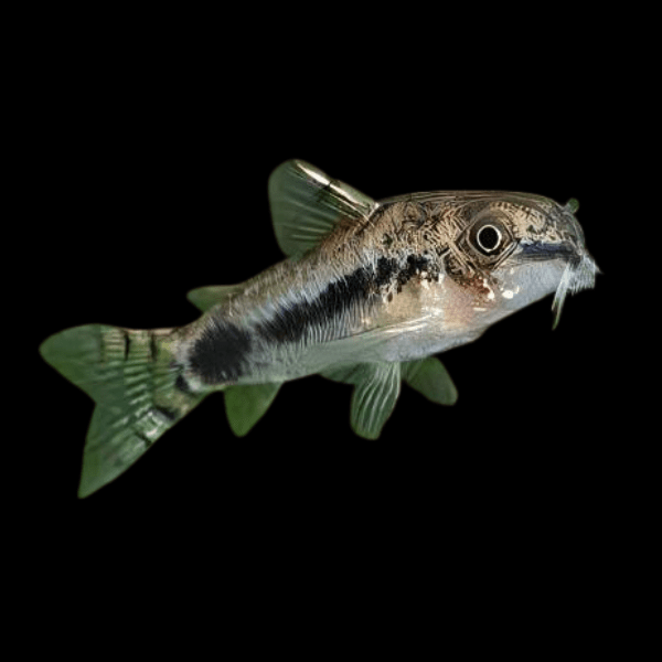 Salt and Pepper Corydoras Habrosus 2cm Catfish - Real Aquatics
