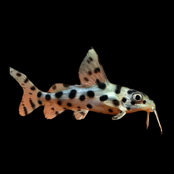 Salt and Pepper Hybrid Catfish Synodontis Sp 5cm - Real Aquatics