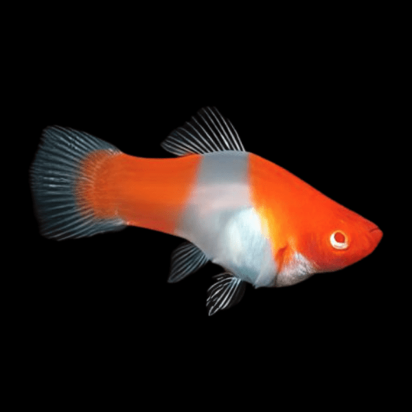 Santa Platy Xiphophorus Maculatus 3cm - Real Aquatics
