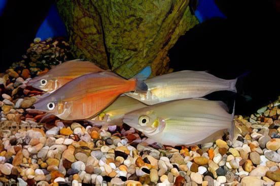 Santani Rainbow Fish Chilatherina Sentaniensis 5cm - Real Aquatics