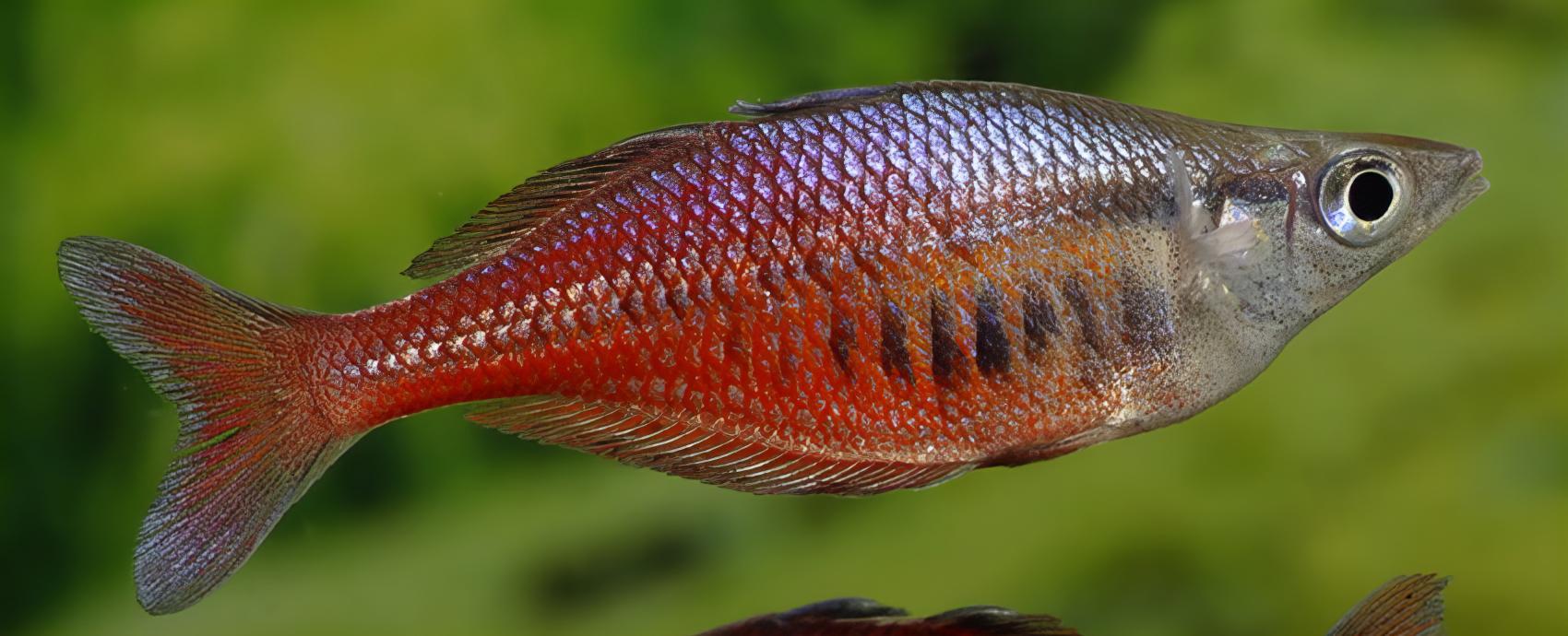 Santani Rainbow Fish Chilatherina Sentaniensis 5cm - Real Aquatics