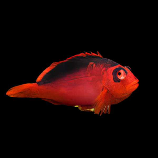 Scarlet Hawkfish Neocirrhitus Armatus - Real Aquatics