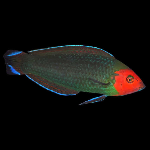 Scarlet Head Wrasse Halichoeres Rubricephalus - Real Aquatics