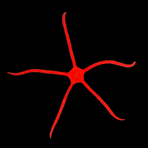 Scarlet Serpent Starfish Ophioderma Rubicundum - Real Aquatics
