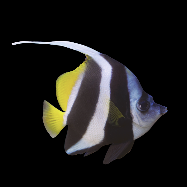 Schooling Bannerfish Heniochus Diphreutes - Real Aquatics