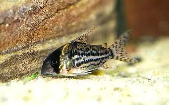 Schwartz's Corydoras Schwartzi 3cm Catfish - Real Aquatics