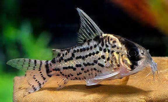 Schwartz's Corydoras Schwartzi 3cm Catfish - Real Aquatics