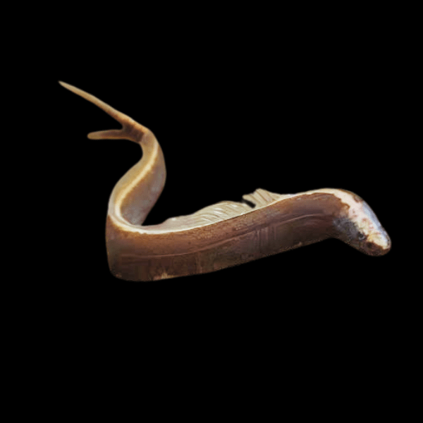 Scissortail Loach Vaillantella Maassi 8cm - Real Aquatics