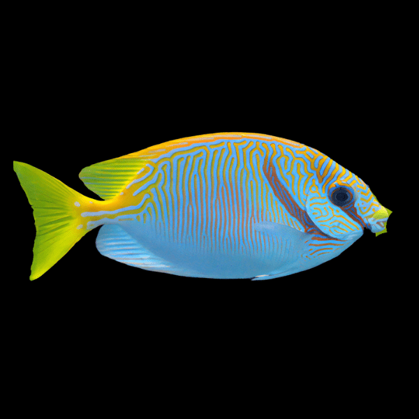 Barred Spinefoot Scribbled Rabbit Fish Siganus Doliatus - Real Aquatics