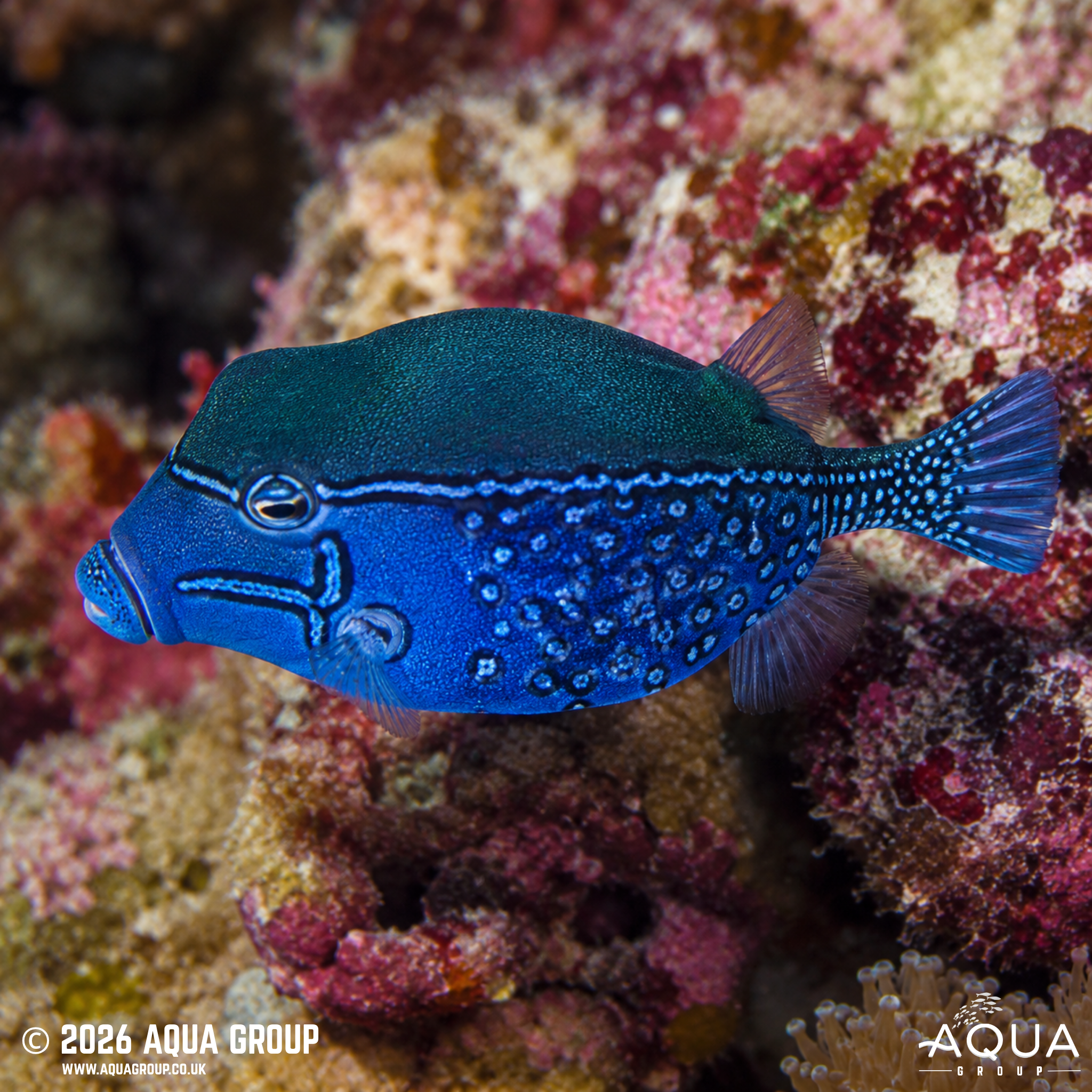 Scribbled Boxfish (Ostracion solorensis)