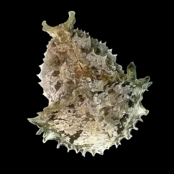 Sea Hare Dolabella Auricula - Real Aquatics