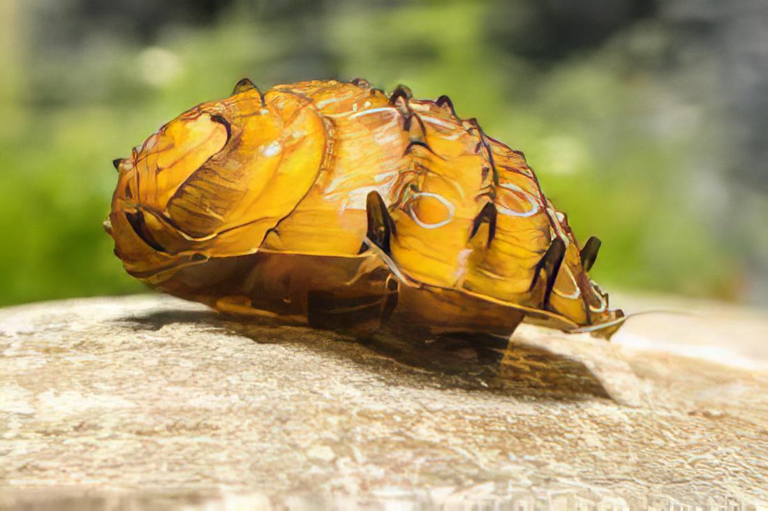 Sea Mine Snail Neritina Juttingae 2cm - Real Aquatics