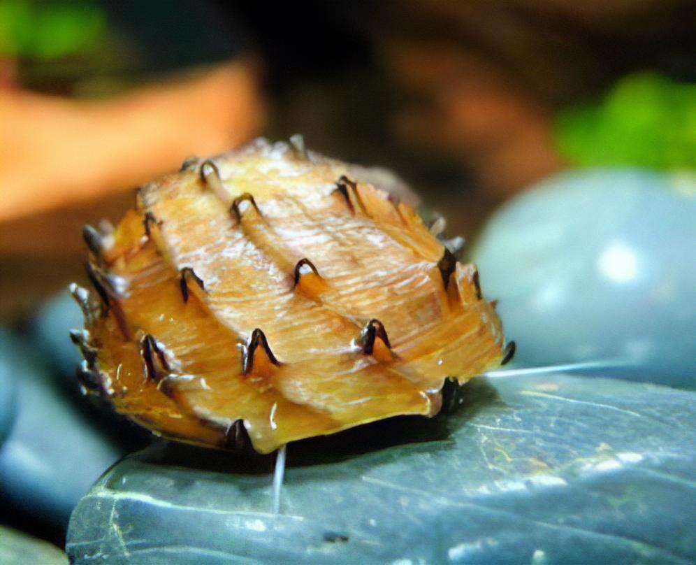 Sea Mine Snail Neritina Juttingae 2cm - Real Aquatics