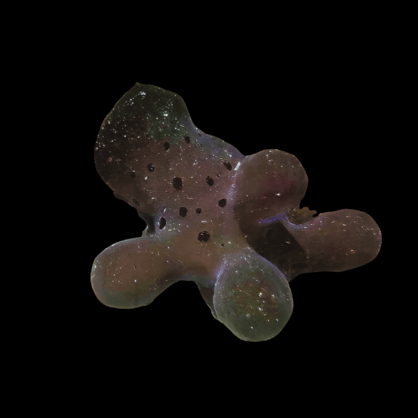 Sea Slug Quasimodo Coriocella Hibyae - Real Aquatics