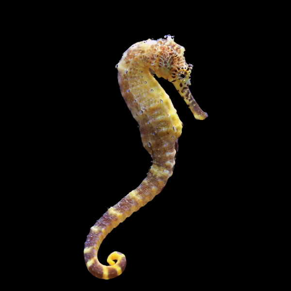 Seahorse Erectus Hippocampus Erectus - Real Aquatics