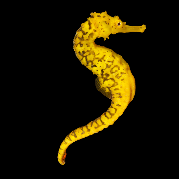 Seahorse Tigertail Hippocampus Comes - Real Aquatics