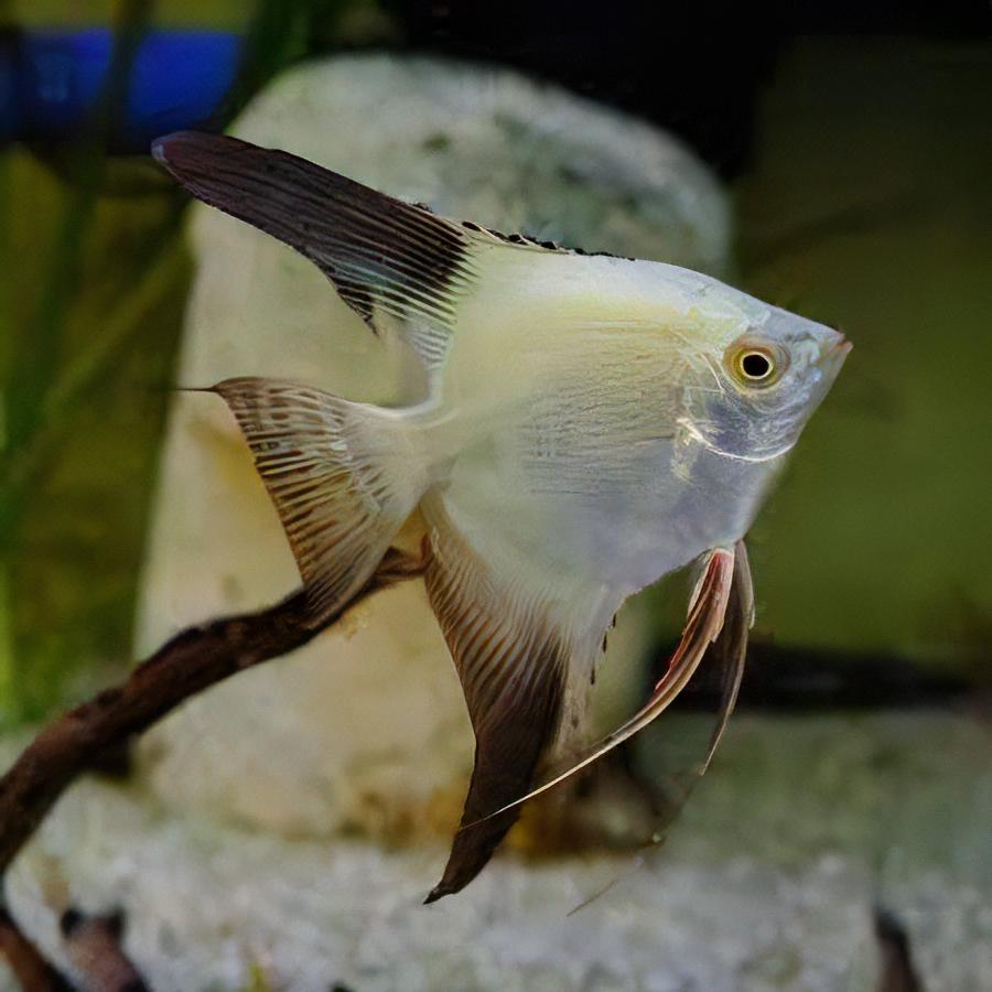 Bulgarian Seal Point Angelfish Pterophyllum Scalare 5cm - Real Aquatics