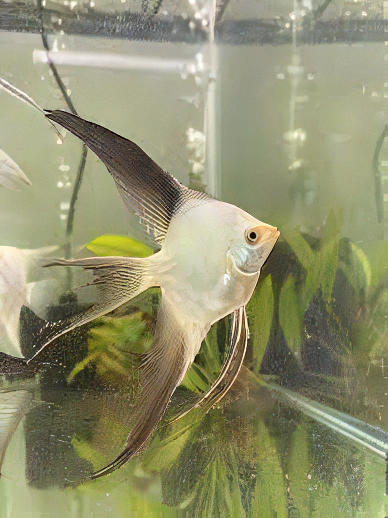Bulgarian Seal Point Angelfish Pterophyllum Scalare 5cm - Real Aquatics