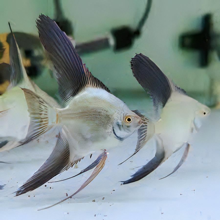 Bulgarian Seal Point Angelfish Pterophyllum Scalare 5cm - Real Aquatics
