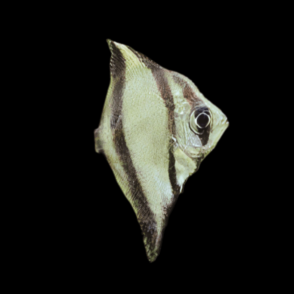Sebae Mono Angelfish Monodactylus Sebae 3cm - Real Aquatics