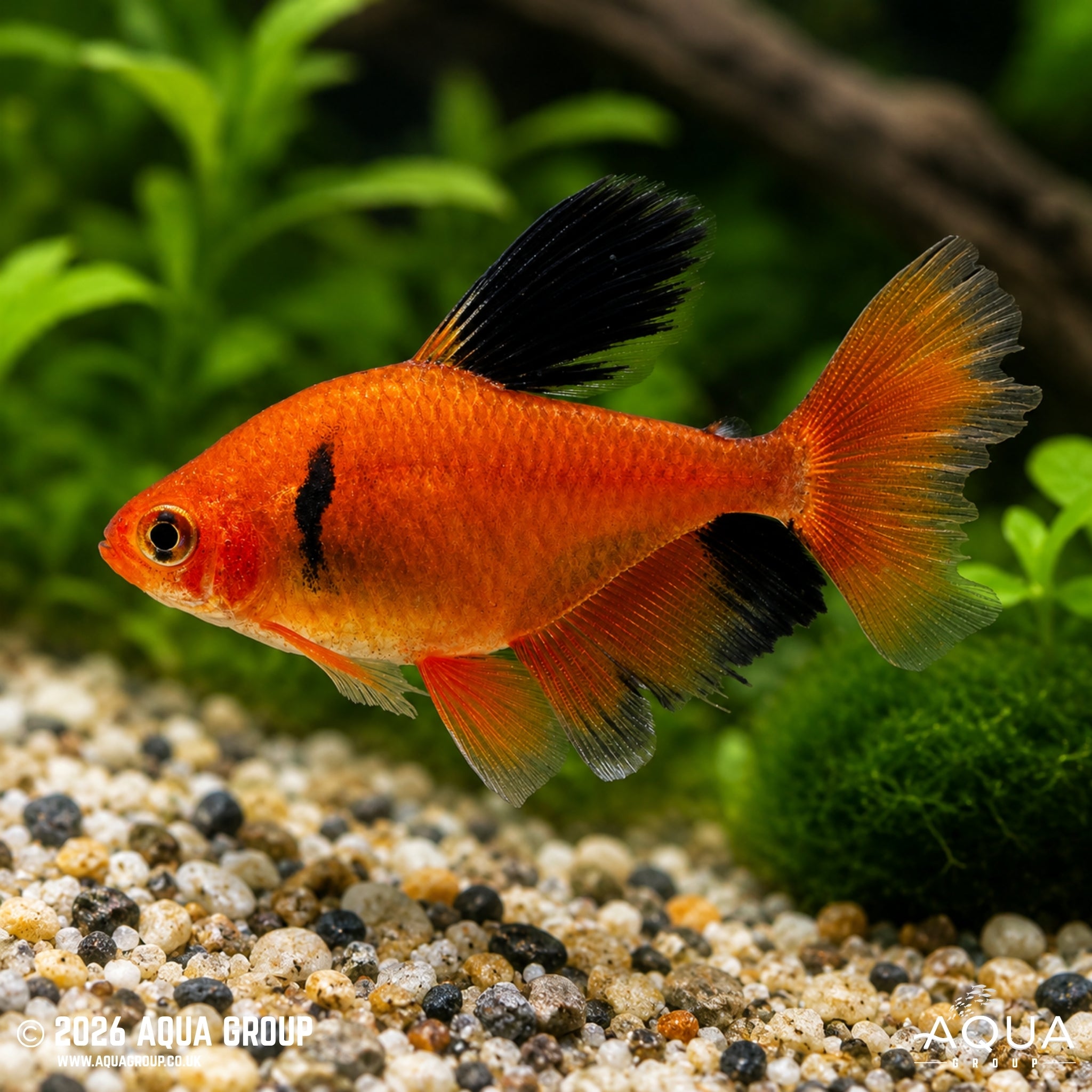 Longfin Serpae Tetra (Hyphessobrycon eques)