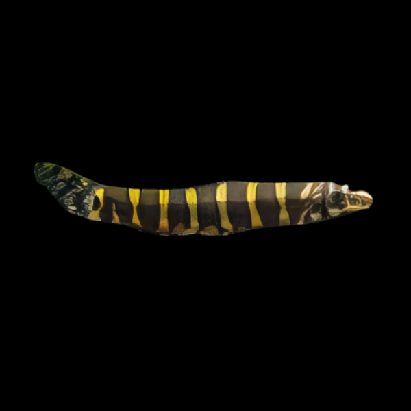 Serpent Loach Serpenticobitis Octozona 4cm - Real Aquatics