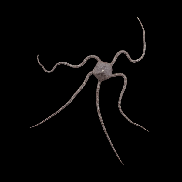 Serpent Starfish Ophioderma Sp - Real Aquatics