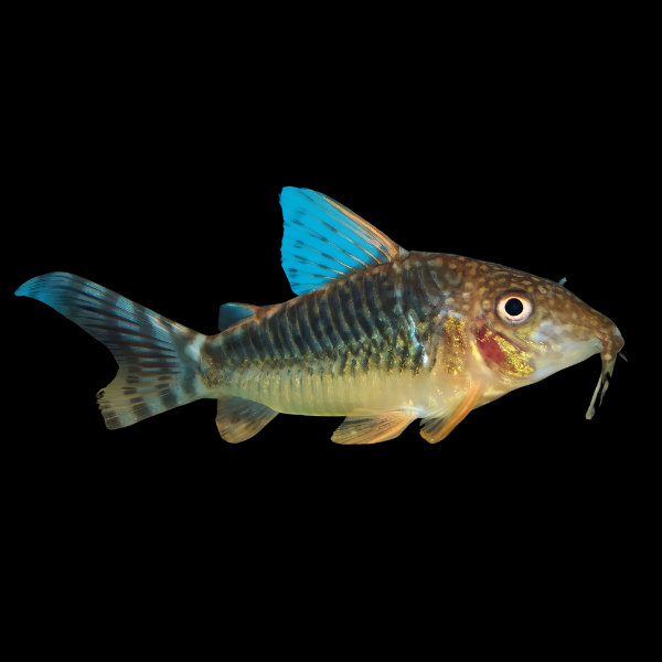 Seuss Corydoras Seussi 3cm Catfish - Real Aquatics