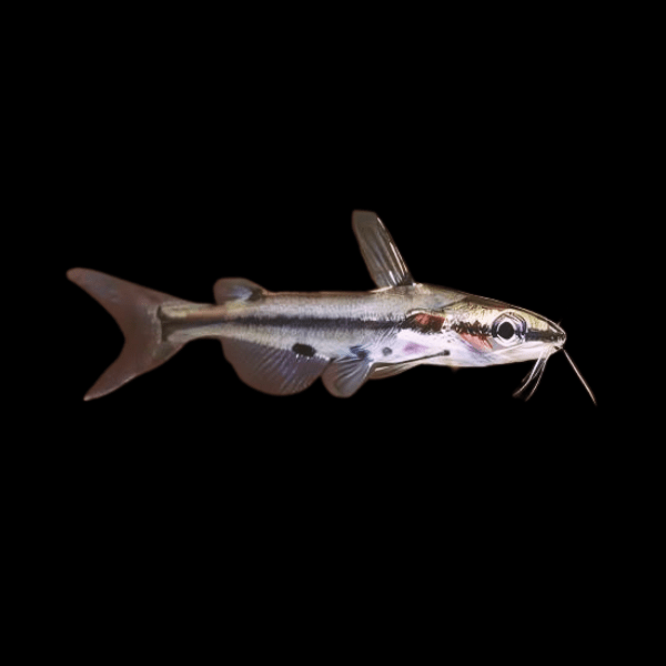 Shadow Catfish Hyalobagrus Ornatus 3cm - Real Aquatics