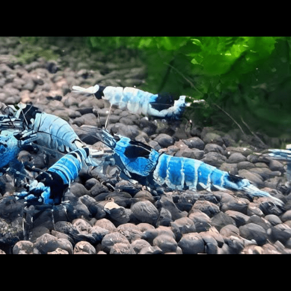 Shadow Mosura Blue Shrimp Caridina 2cm - Real Aquatics