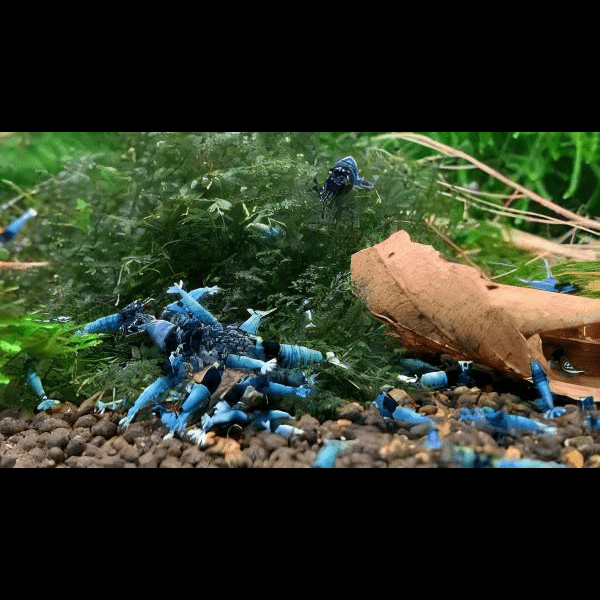 Shadow Mosura Blue Shrimp Caridina 2cm - Real Aquatics
