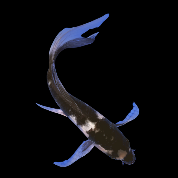 Shiro Utsuri Butterfly Grade A Koi Carp Cyprinus Carpio - Real Aquatics